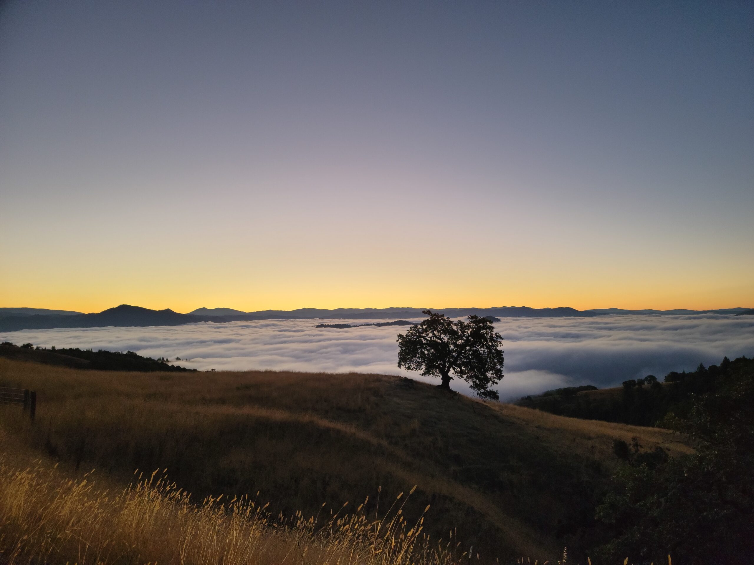 A lone tree on a golden hillside above a blanket of fog at Sky Farm